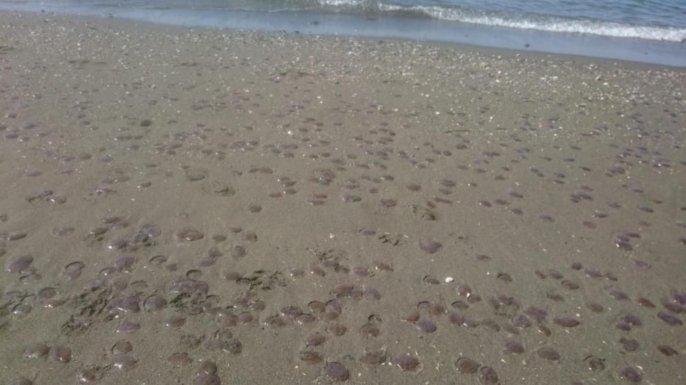 Medusas en la playa de Almayate.