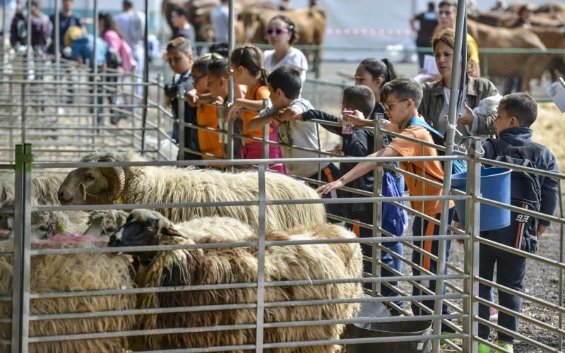 23/05/2018 ARUCAS. La Feria Escolar con más de 1.300 escolares, conocieron  y disfrutaron todo lo que ofrece el sector primario en la .Granja experimental del Cabildo. FOTO: J. PÉREZ CURBELO  | 23/05/2018 | Fotógrafo: José Pérez Curbelo