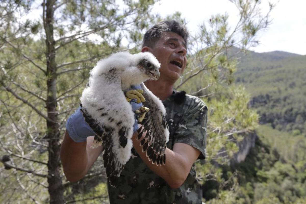 Agentes rurales anillan halcones peregrinos en el Penedès