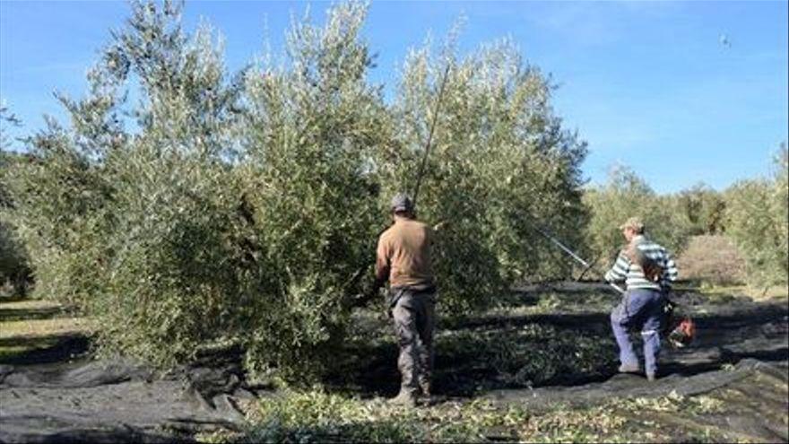 Unos agricultores, durante su labor en el campo.