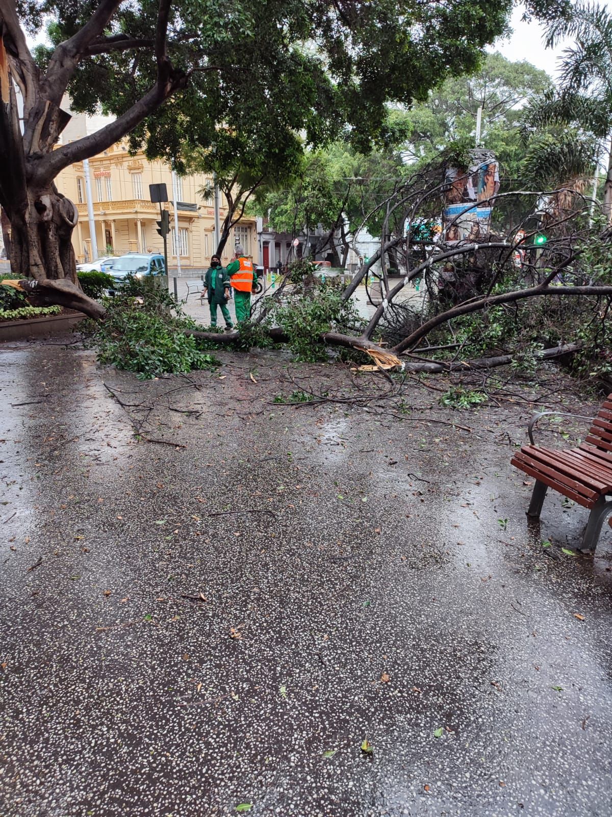 Técnicos del Ayuntamiento de Santa Cruz proceden a la retirada de una rama de grandes dimensiones caida en la Avenida de Asuncionistas.