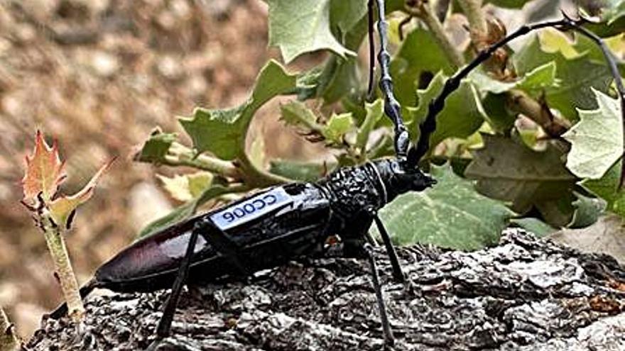 Un ejemplar de escarabajo. | UIB