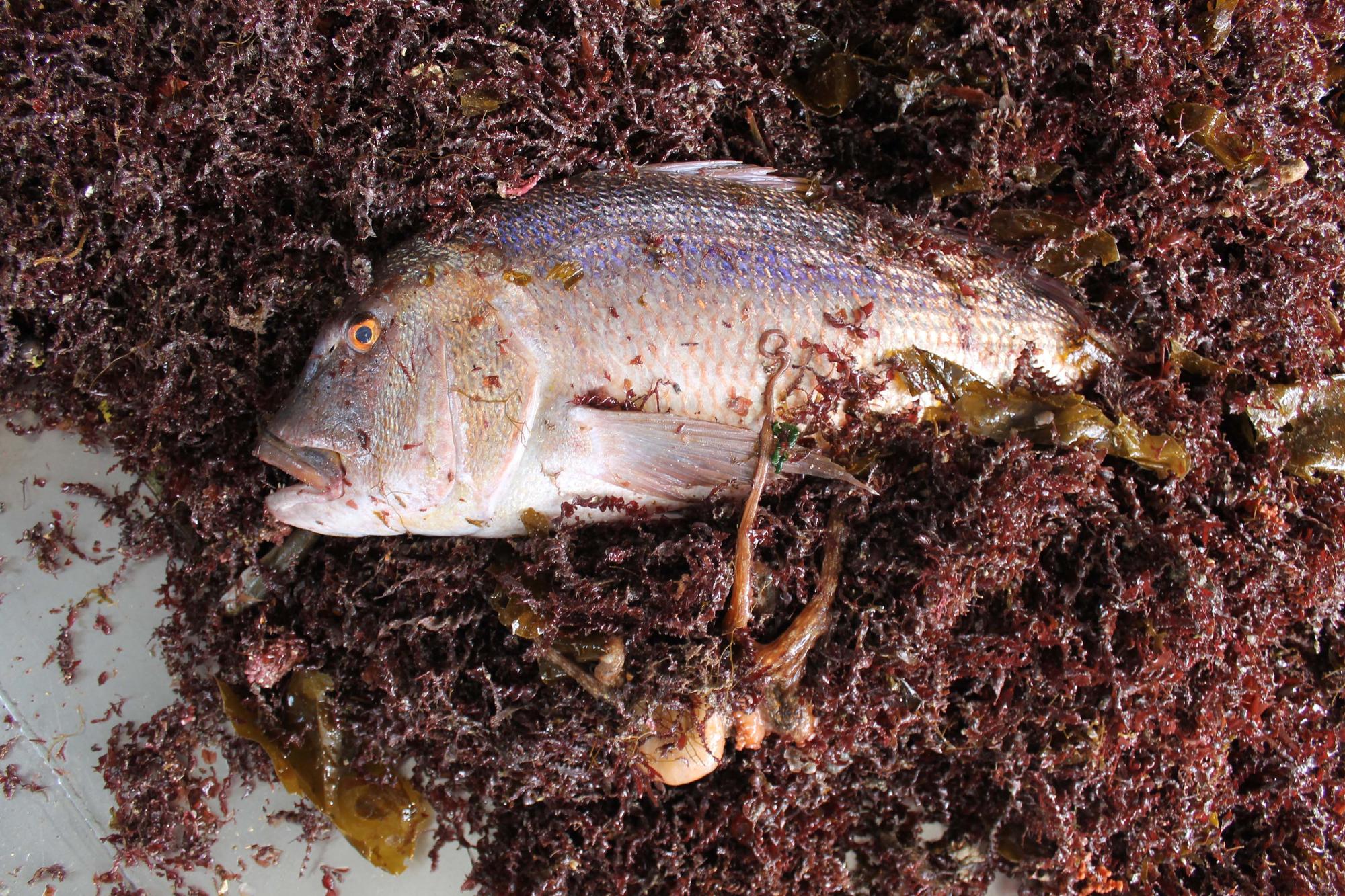 A bordo del ‘Charpat Segundo’, uno de los arrastreros convocados a la huelga contra la «criminalización» de la pesca y las medidas de la UE