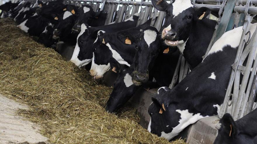 El sector lácteo se redimensiona: menos explotaciones pero más productivas