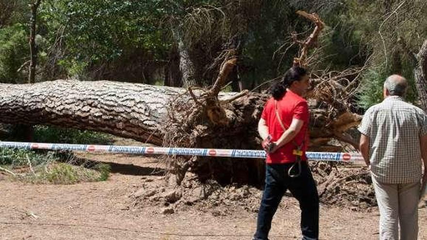 Un pino de grandes dimensiones se desploma en el bosque de Valorio