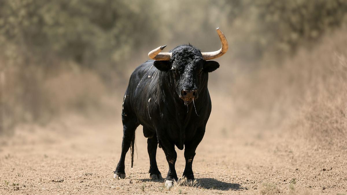 'Absuelto', el toro de la ganadería de Zalduendo que les han regalado a los propietarios de la empresa de la Vall.
