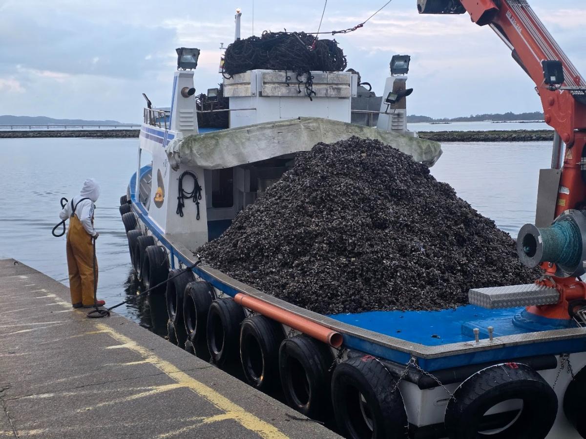 Descargas de mejillón en el muelle de Vilanova de Arousa, esta mañana.