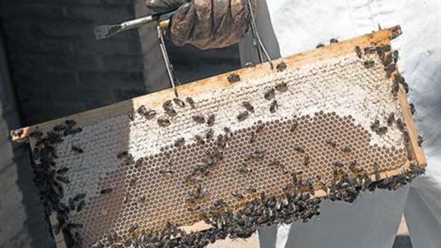 Las abejas, en plena actividad de fabricación de miel.