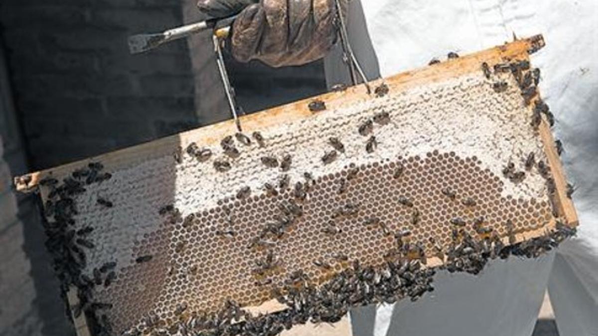 Las abejas, en plena actividad de fabricación de miel.