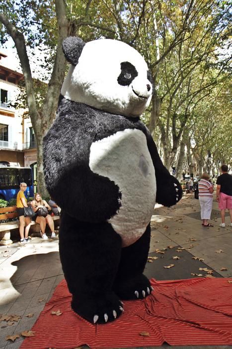 Unternehmen Pandabär auf Mallorca