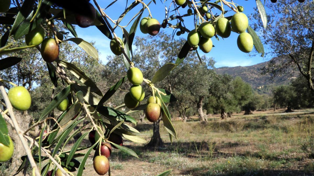 Un olivar de Palau-saverdera.