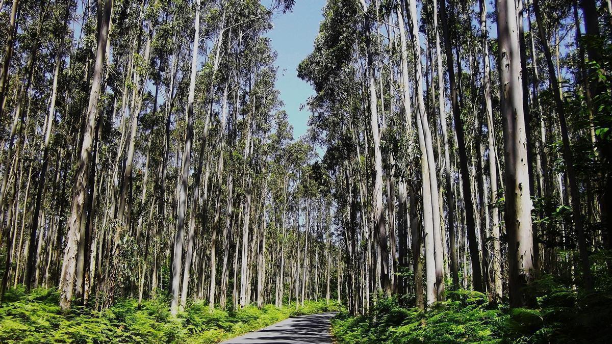 Plantación de eucaliptos.