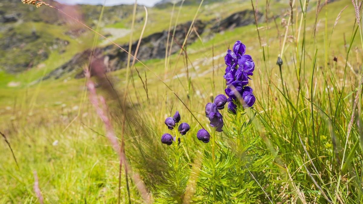 Si caminando por la montaña te encuentras una planta matalobos nunca la toques