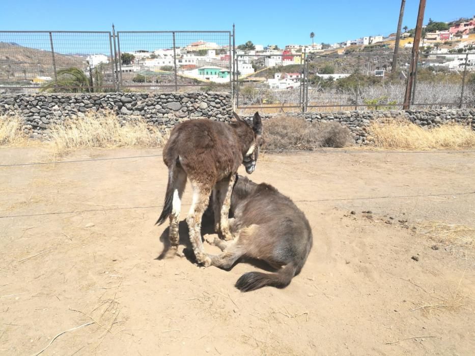 Celebración de San Juan en Telde