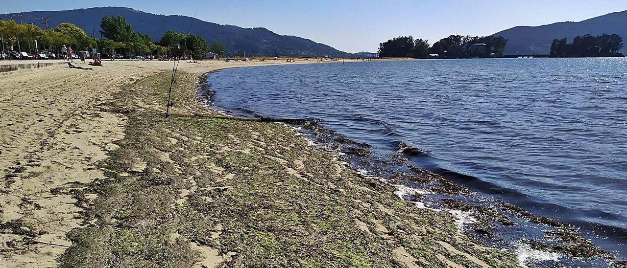 Quejas por las algas en Cesantes. Un grupo de vecinos de Redondela amenaza con concentrarse todos los meses ante la Casa Consistorial para reclamar la retirada de las algas de la playa de Cesantes –en la imagen, ayer– por parte de la Concejalía de Medio Ambiente. Por otra parte, también desde el PP de Redondela critican al gobierno local por el retraso del servicio de vigilancia en las playas y por la falta de limpieza, y aseguran que algunos bañistas han enviado a los responsables municipales fotografías y vídeos sobre esta cuestión. | FDV