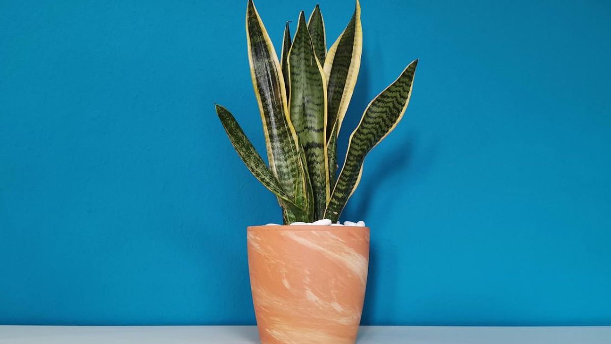 Las plantas artificiales adornar los rincones menos atractivos.