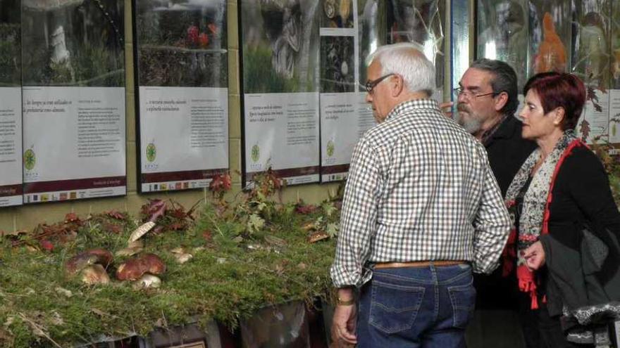 Tres personas observan las setas expuestas en el pabellón.