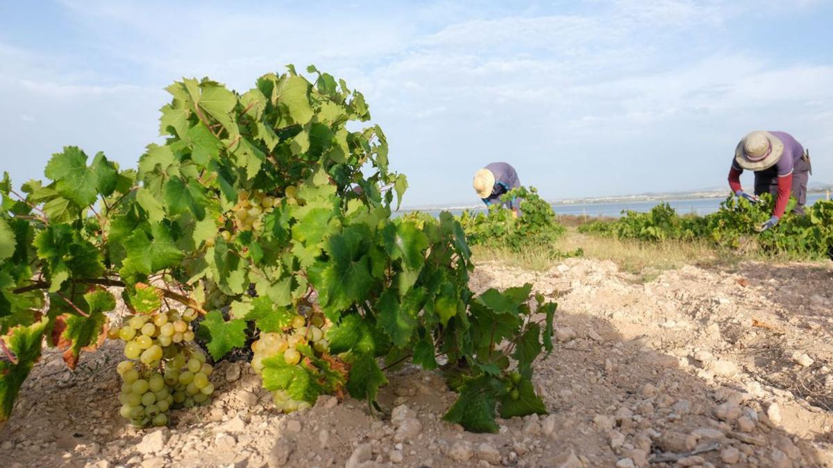 La vendimia en las parcelas junto a la laguna salada de La Mata es una de las más tempranas de la península, ya que se realiza a finales de julio.