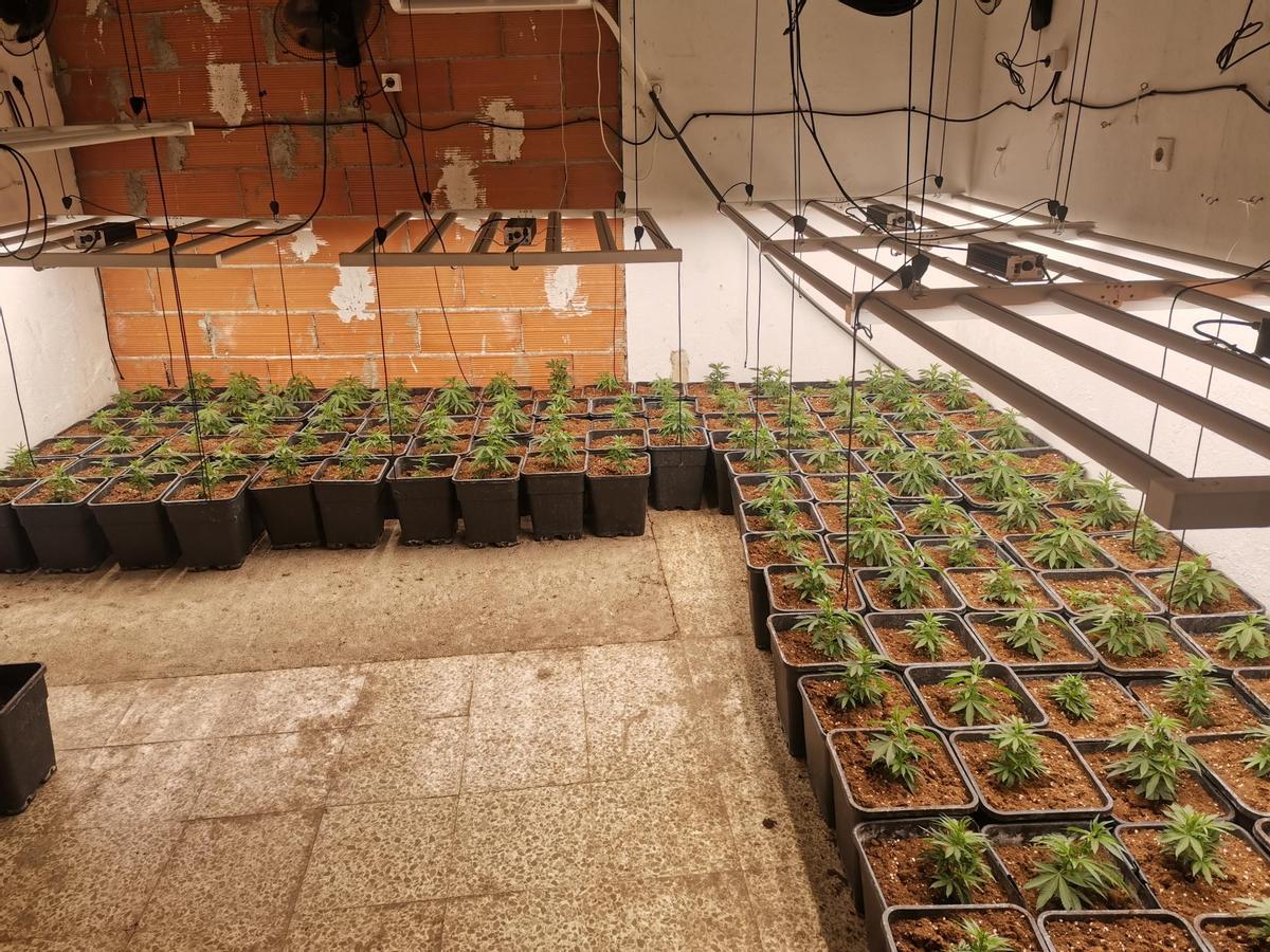 El cultiu de marihuana desmatellat pels Mossos a Figueres.