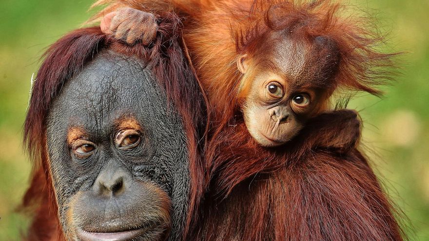 Los orangutanes, animales casi humanos que hemos llevado al borde de la extinción