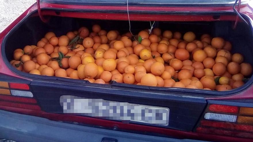 La Policía Local incauta más de 150 kilos de naranjas