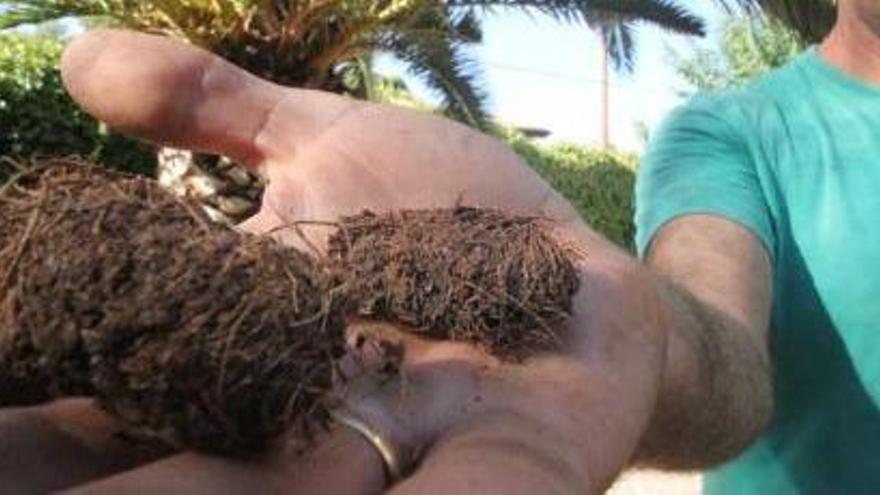 Un jardinero muestra las larvas de picudo rojo y sus dañinos efectos en una palmera de Elda.