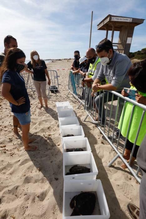 Liberadas en Ibiza 26 tortugas de la primera puesta registrada en Baleares