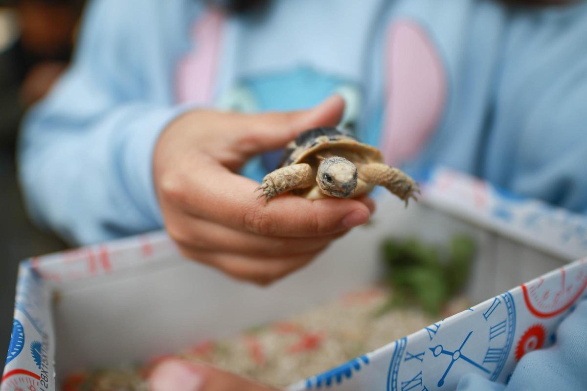 Las mejores imágenes de la bendición de animales de San Antón en Amoradí 2026 están aquí