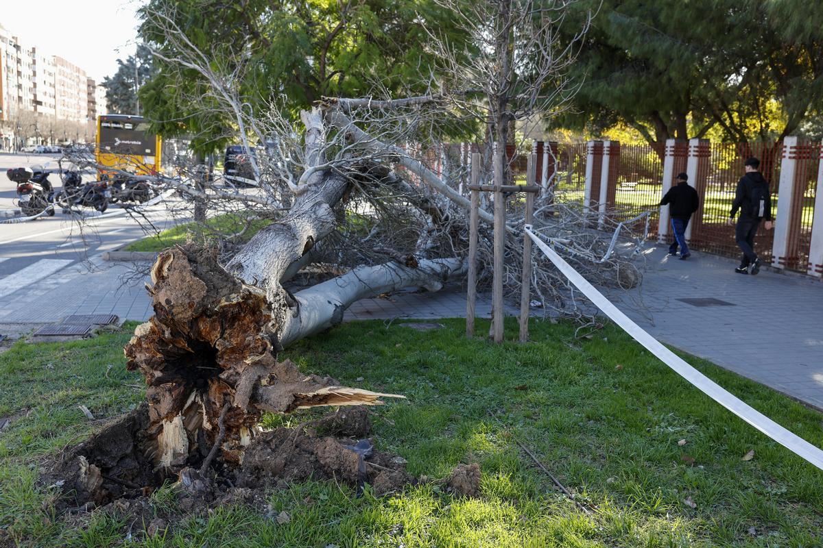 Árbol derribado por el viento en València.