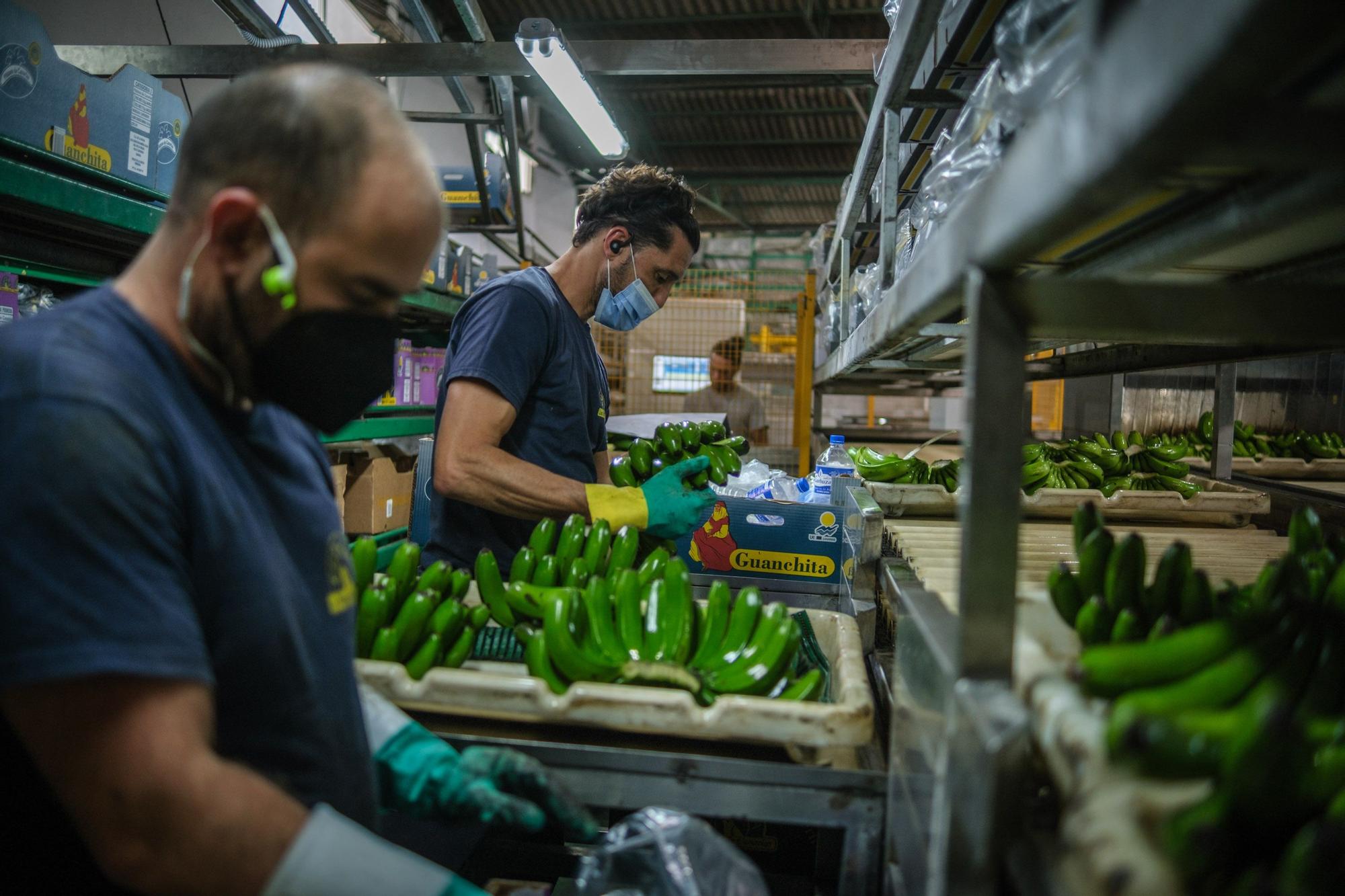 Corte, transporte y empaquetado de plátanos en La Palma