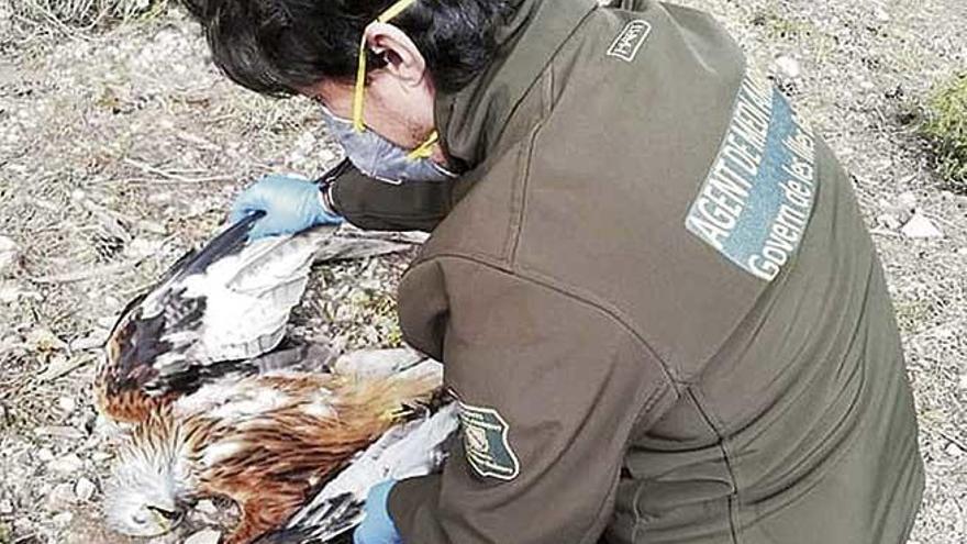 Agentes de medio ambiente hallan un milano muerto