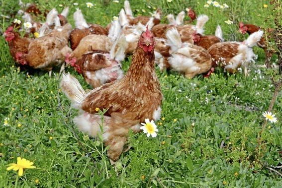 Sie sind für das Eierlegen gezüchtet, wissen, was sie zu tun haben, genießen den Auslauf - und schauen doch stets ängstlich gen Himmel. Zu Besuch bei 1.200 Hühnern in der Nähe von Marratxí.