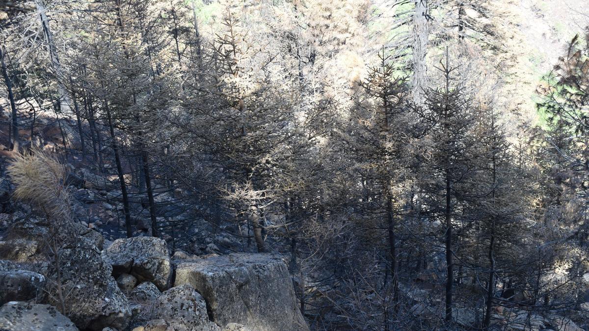 Pinsapos afectados por el incendio de Sierra Bermeja