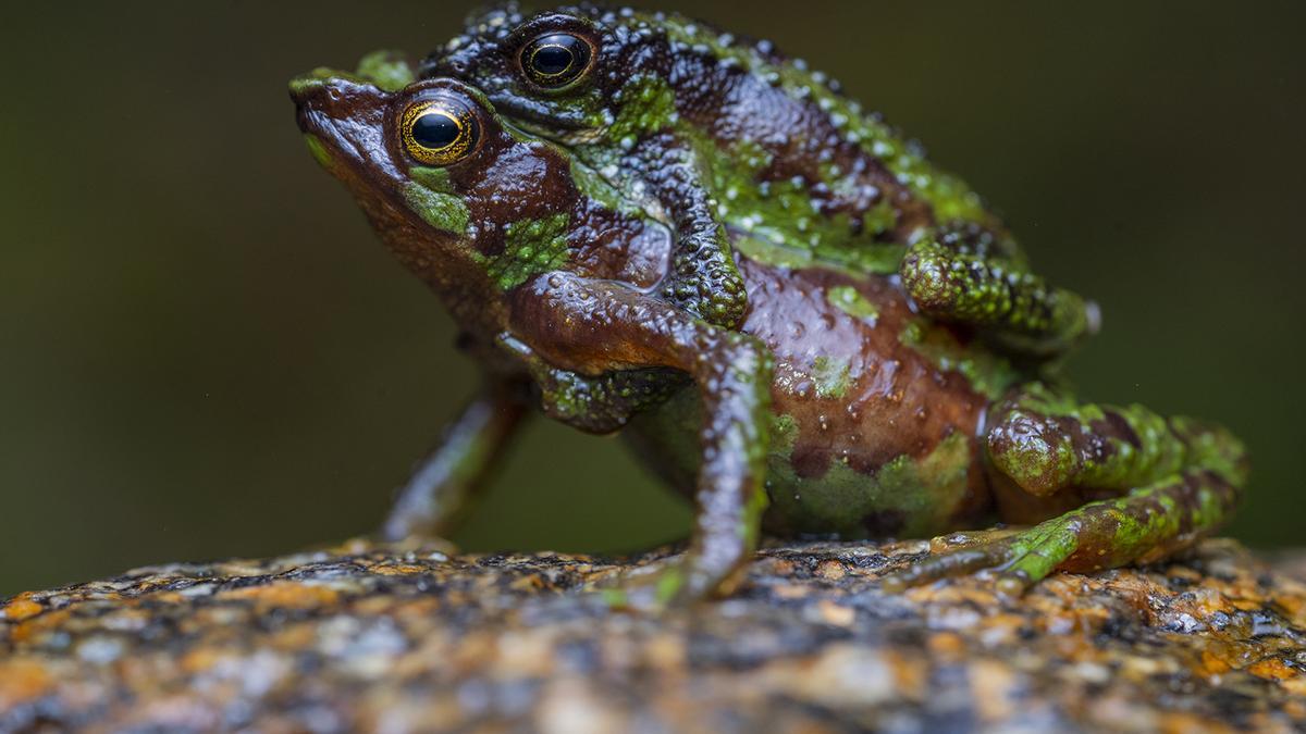 Dos ejemplares de 'Atelopus halihelos', una especie en peligro crítico de extinción.