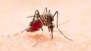 Adiós a moscas y mosquitos: el sencillo invento que arrasa este verano