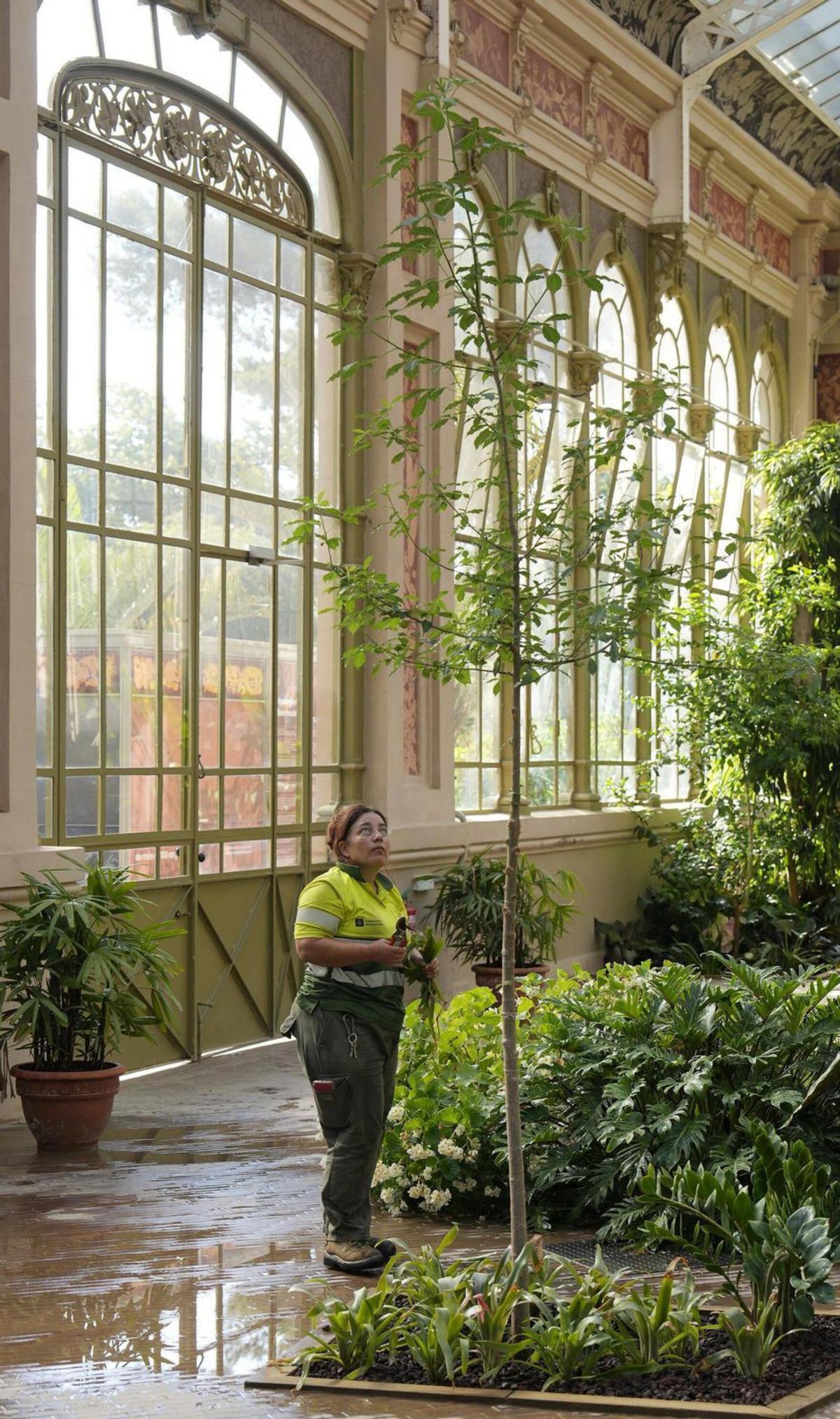 El primer baobab de Barcelona creix a l’Hivernacle de la Ciutadella El primer baobab de Barcelona creix a l’Hivernacle de la Ciutadella