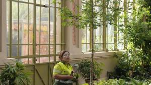 El primer baobab de Barcelona creix a l’Hivernacle de la Ciutadella