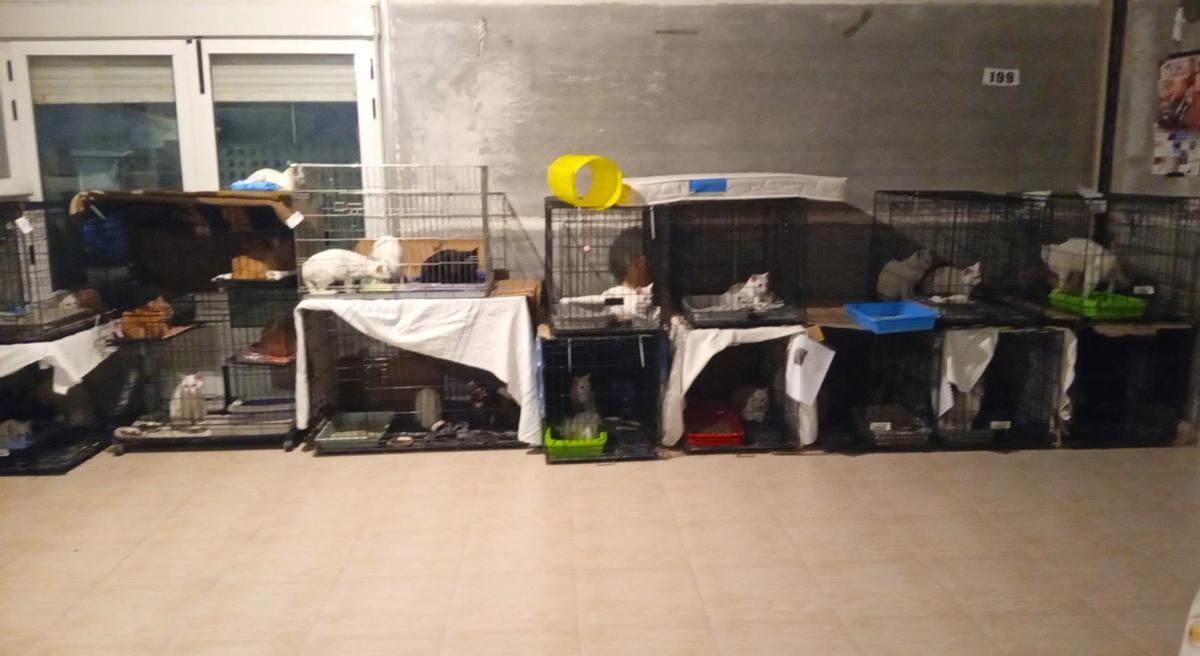 Algunos de los gatos en el bajo cedido por el ayuntamiento de manera provisional.