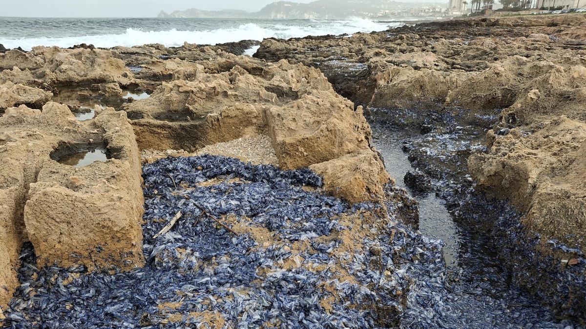 Los hidrozoos que el temporal ha arrastrado hasta el litoral de rocas de Xàbia