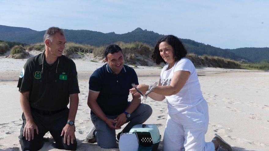 Seis novas píllaras das dunas voan libres na praia de Traba de Laxe