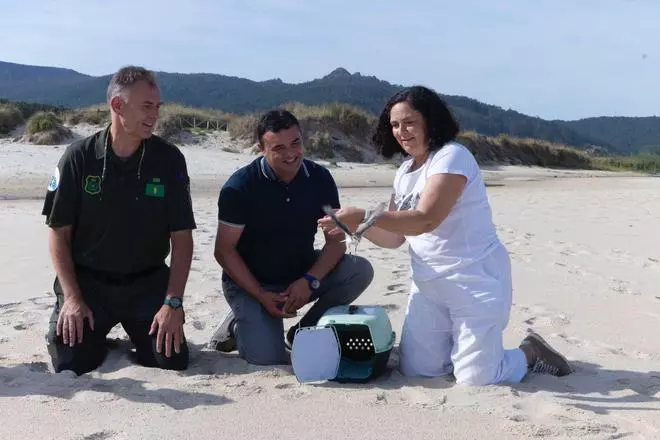 Seis novas píllaras das dunas voan libres na praia de Traba de Laxe