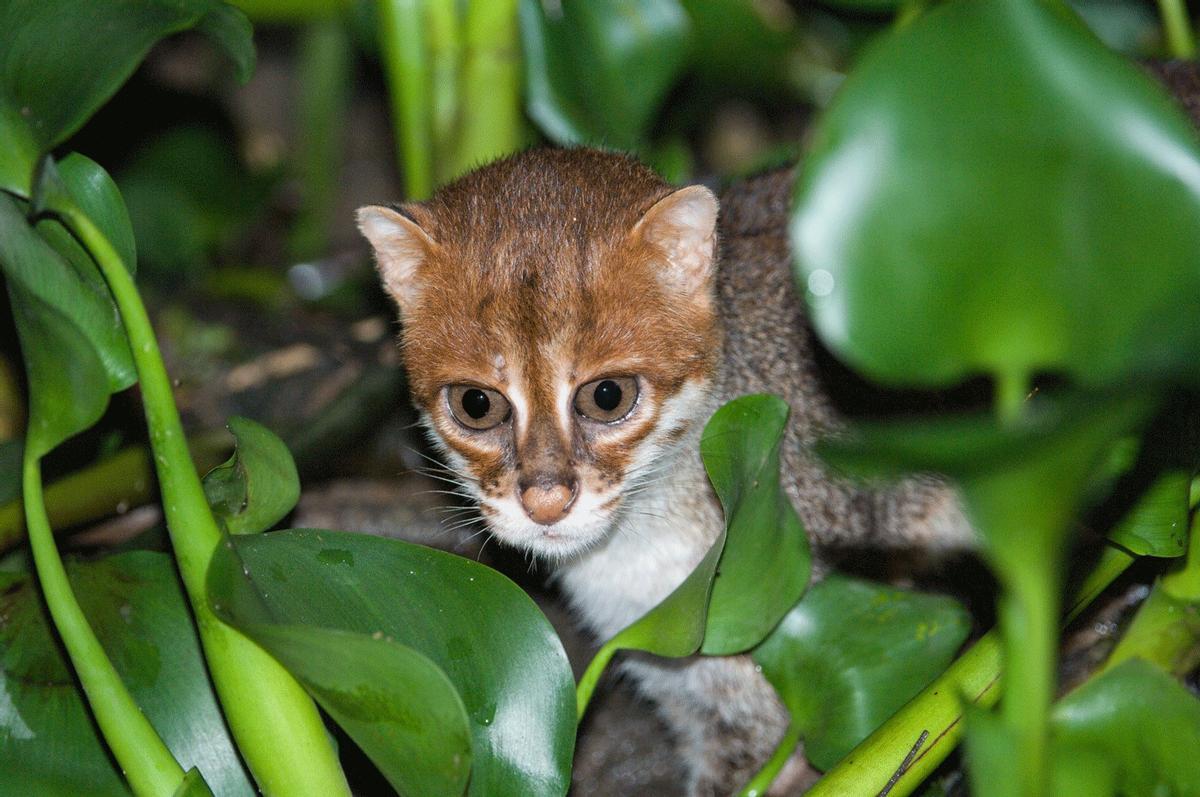 La especie vive en humedales de la selva