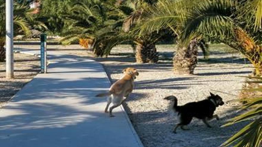 Usuarios en el parque canino de Sant Joan d&#039;Alacant.