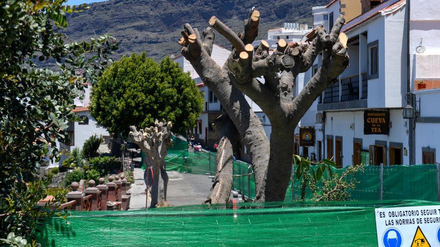 Trabajos de trasplante de los árboles en Tejeda.