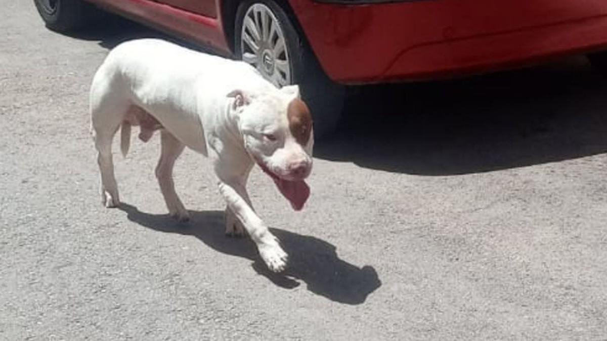 El pitbull, en una foto de este verano, cuando fue visto deambulando solo por el pueblo. | 