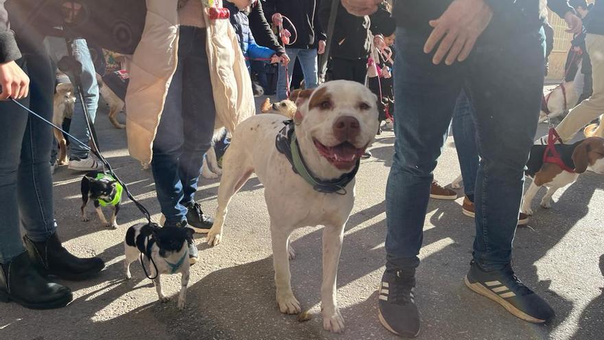 Sant Antoni 2023: El espíritu rural y la bendición animal se aúnan en Manacor