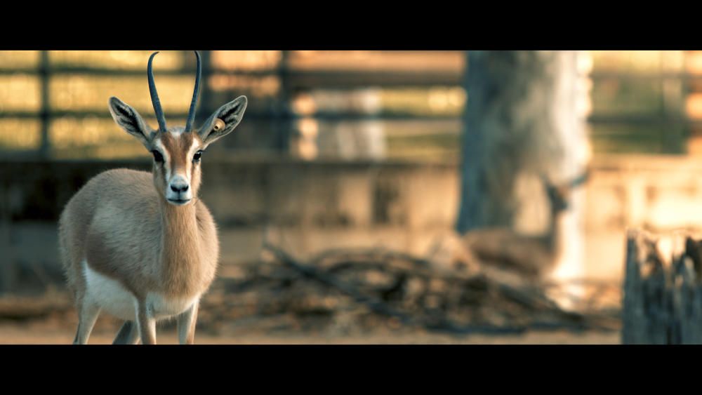 Documental, "Animales, por el camino de en medio"