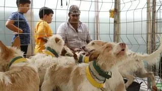 Intercaza vive una intensa segunda jornada con los niños y los perros como protagonistas