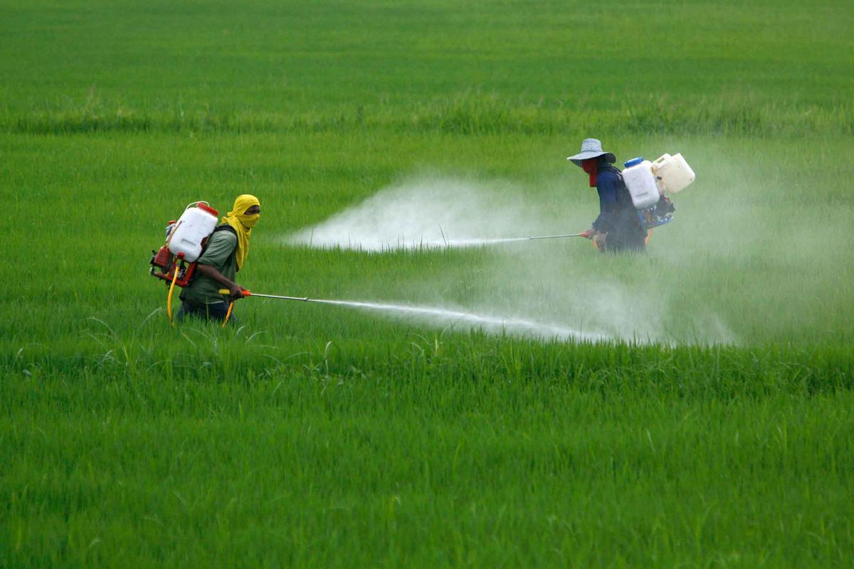 Los pesticidas, enemigos de los polinizadores
