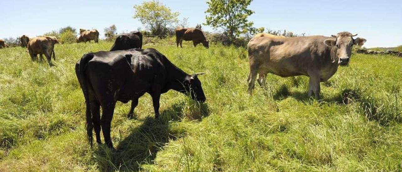 Vacas pastando en una finca del municipio de Rodeiro. // Bernabé/Javier Lalín